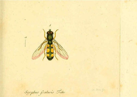 Reproducción/Reproduction 6045716047: Fauna Germanica, Diptera Nuremberg? :s.n.,between 1793 and 1805? 