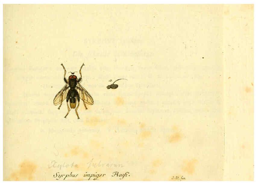 Reproducción/Reproduction 6045716397: Fauna Germanica, Diptera Nuremberg? :s.n.,between 1793 and 1805? 