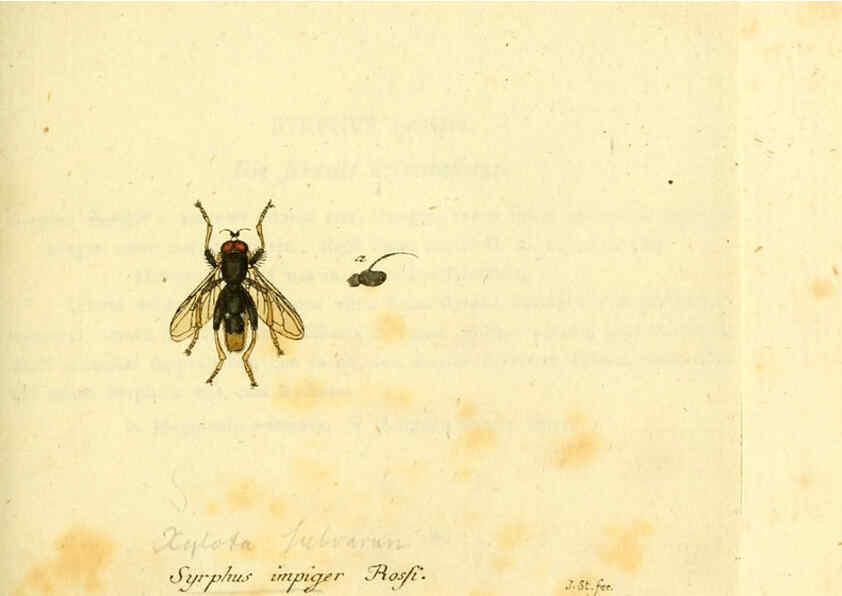 Reproducción/Reproduction 6045716397: Fauna Germanica, Diptera Nuremberg? :s.n.,between 1793 and 1805? 