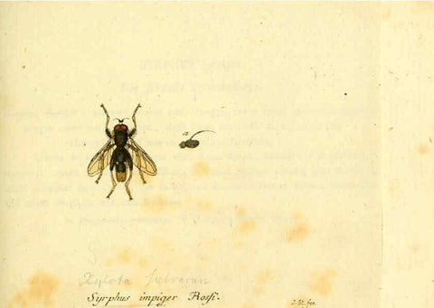 Reproducción/Reproduction 6045716397: Fauna Germanica, Diptera Nuremberg? :s.n.,between 1793 and 1805? 
