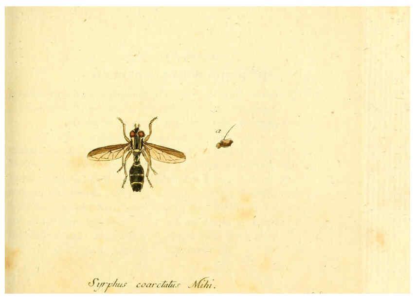 Reproducción/Reproduction 6046265968: Fauna Germanica, Diptera Nuremberg? :s.n.,between 1793 and 1805? 
