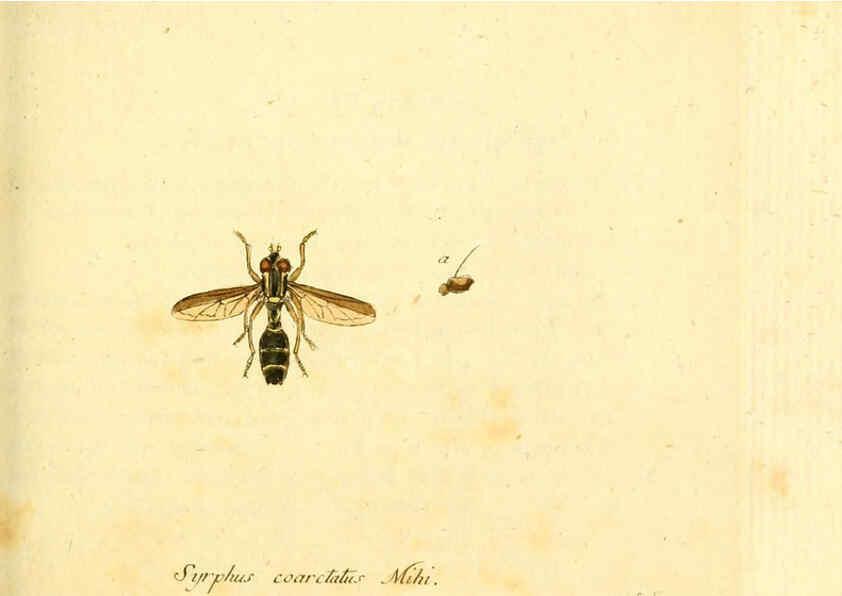 Reproducción/Reproduction 6046265968: Fauna Germanica, Diptera Nuremberg? :s.n.,between 1793 and 1805? 