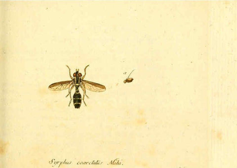 Reproducción/Reproduction 6046265968: Fauna Germanica, Diptera Nuremberg? :s.n.,between 1793 and 1805? 