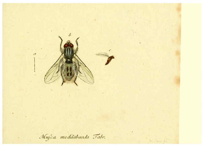 Reproducción/Reproduction 6046263586: Fauna Germanica, Diptera Nuremberg? :s.n.,between 1793 and 1805? 