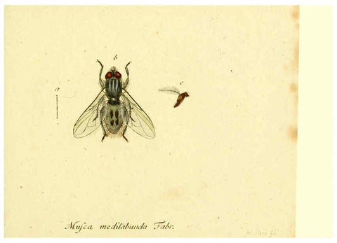 Reproducción/Reproduction 6046263586: Fauna Germanica, Diptera Nuremberg? :s.n.,between 1793 and 1805? 