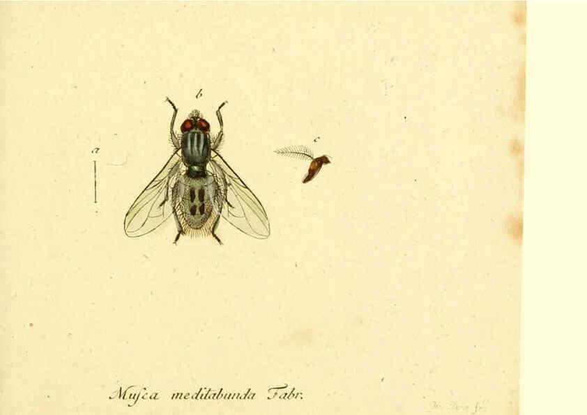 Reproducción/Reproduction 6046263586: Fauna Germanica, Diptera Nuremberg? :s.n.,between 1793 and 1805? 