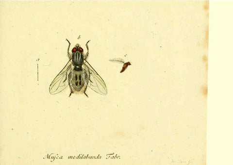 Reproducción/Reproduction 6046263586: Fauna Germanica, Diptera Nuremberg? :s.n.,between 1793 and 1805? 