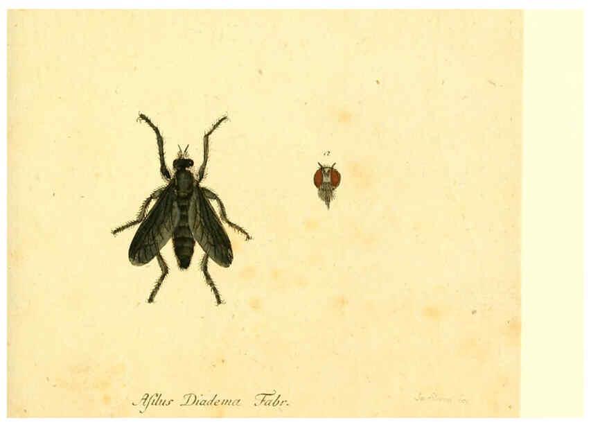 Reproducción/Reproduction 6045717007: Fauna Germanica, Diptera Nuremberg? :s.n.,between 1793 and 1805? 
