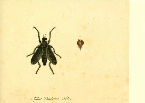 Reproducción/Reproduction 6045717007: Fauna Germanica, Diptera Nuremberg? :s.n.,between 1793 and 1805? 