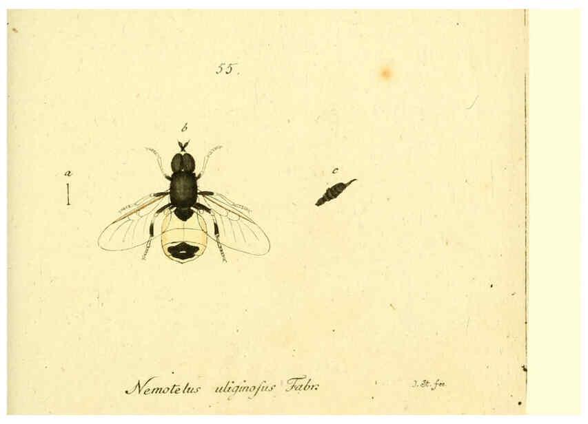 Reproducción/Reproduction 6045717705: Fauna Germanica, Diptera Nuremberg? :s.n.,between 1793 and 1805? 