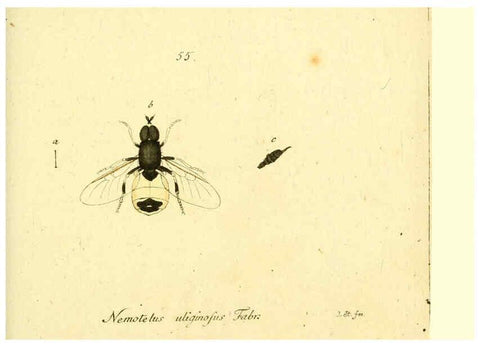 Reproducción/Reproduction 6045717705: Fauna Germanica, Diptera Nuremberg? :s.n.,between 1793 and 1805? 