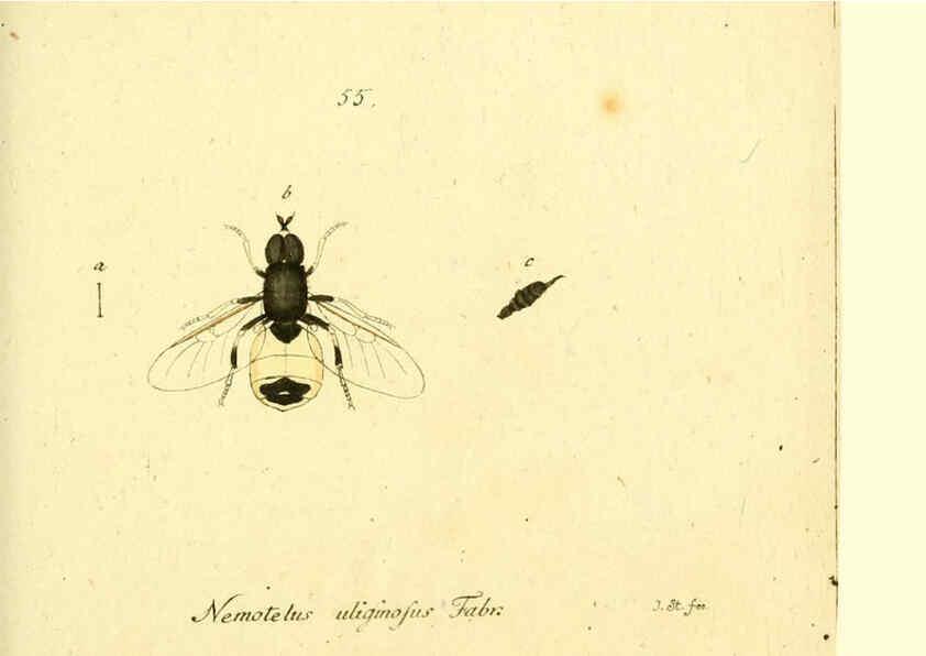 Reproducción/Reproduction 6045717705: Fauna Germanica, Diptera Nuremberg? :s.n.,between 1793 and 1805? 