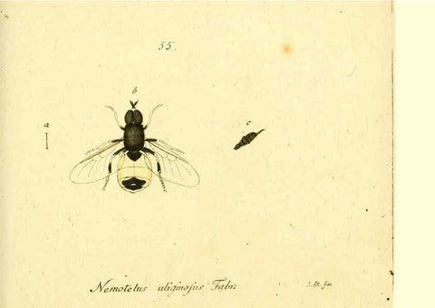 Reproducción/Reproduction 6045717705: Fauna Germanica, Diptera Nuremberg? :s.n.,between 1793 and 1805? 