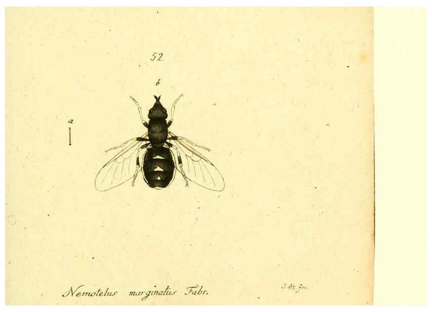 Reproducción/Reproduction 6046267304: Fauna Germanica, Diptera Nuremberg? :s.n.,between 1793 and 1805? 