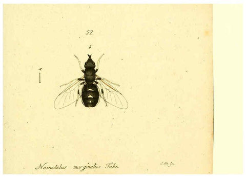 Reproducción/Reproduction 6046267304: Fauna Germanica, Diptera Nuremberg? :s.n.,between 1793 and 1805? 