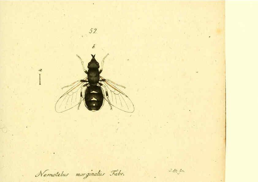 Reproducción/Reproduction 6046267304: Fauna Germanica, Diptera Nuremberg? :s.n.,between 1793 and 1805? 