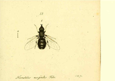Reproducción/Reproduction 6046267304: Fauna Germanica, Diptera Nuremberg? :s.n.,between 1793 and 1805? 