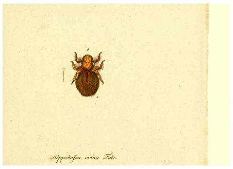 Reproducción/Reproduction 6046267574: Fauna Germanica, Diptera Nuremberg? :s.n.,between 1793 and 1805? 