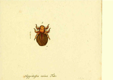 Reproducción/Reproduction 6046267574: Fauna Germanica, Diptera Nuremberg? :s.n.,between 1793 and 1805? 