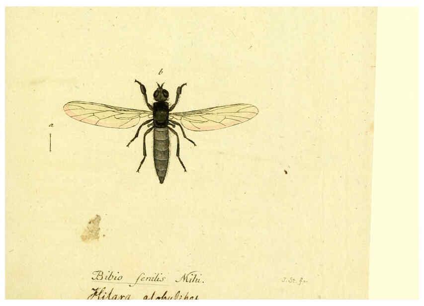 Reproducción/Reproduction 6046268130: Fauna Germanica, Diptera Nuremberg? :s.n.,between 1793 and 1805? 