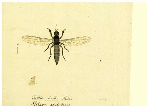 Reproducción/Reproduction 6046268130: Fauna Germanica, Diptera Nuremberg? :s.n.,between 1793 and 1805? 