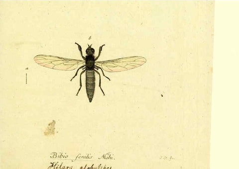 Reproducción/Reproduction 6046268130: Fauna Germanica, Diptera Nuremberg? :s.n.,between 1793 and 1805? 