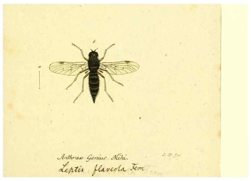 Reproducción/Reproduction 6046268482: Fauna Germanica, Diptera Nuremberg? :s.n.,between 1793 and 1805? 