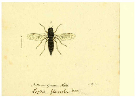 Reproducción/Reproduction 6046268482: Fauna Germanica, Diptera Nuremberg? :s.n.,between 1793 and 1805? 