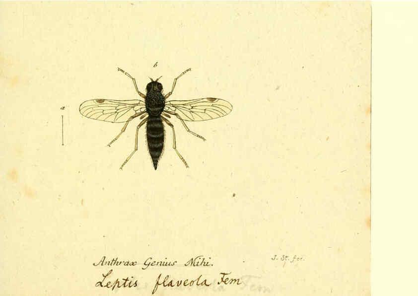 Reproducción/Reproduction 6046268482: Fauna Germanica, Diptera Nuremberg? :s.n.,between 1793 and 1805? 