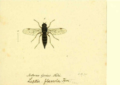 Reproducción/Reproduction 6046268482: Fauna Germanica, Diptera Nuremberg? :s.n.,between 1793 and 1805? 