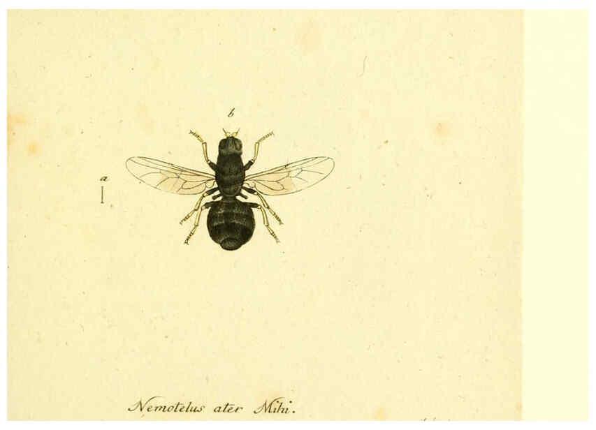 Reproducción/Reproduction 6046268808: Fauna Germanica, Diptera Nuremberg? :s.n.,between 1793 and 1805? 