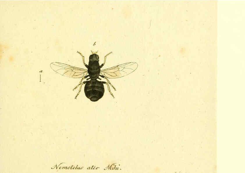 Reproducción/Reproduction 6046268808: Fauna Germanica, Diptera Nuremberg? :s.n.,between 1793 and 1805? 