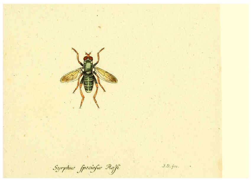 Reproducción/Reproduction 6046269062: Fauna Germanica, Diptera Nuremberg? :s.n.,between 1793 and 1805? 