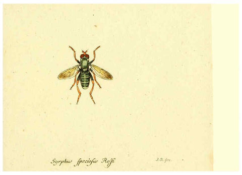 Reproducción/Reproduction 6046269062: Fauna Germanica, Diptera Nuremberg? :s.n.,between 1793 and 1805? 