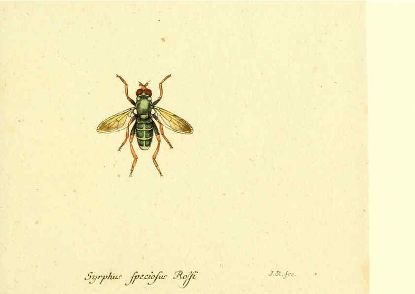 Reproducción/Reproduction 6046269062: Fauna Germanica, Diptera Nuremberg? :s.n.,between 1793 and 1805? 