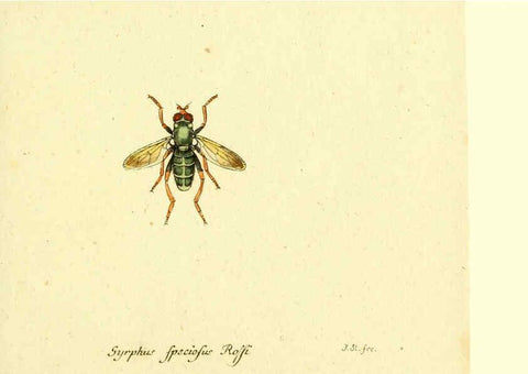 Reproducción/Reproduction 6046269062: Fauna Germanica, Diptera Nuremberg? :s.n.,between 1793 and 1805? 