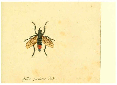 Reproducción/Reproduction 6045717349: Fauna Germanica, Diptera Nuremberg? :s.n.,between 1793 and 1805? 