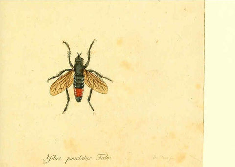 Reproducción/Reproduction 6045717349: Fauna Germanica, Diptera Nuremberg? :s.n.,between 1793 and 1805? 