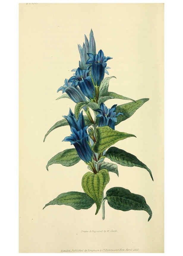 Reproducción/Reproduction 6046348631: Flora conspicua London :Longman, Rees, Orme, Brown, and Green,1826