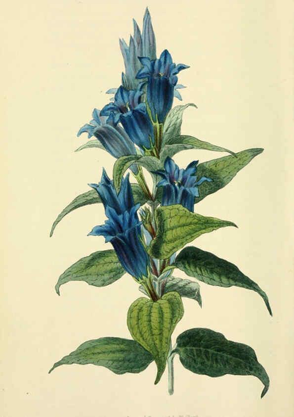 Reproducción/Reproduction 6046348631: Flora conspicua London :Longman, Rees, Orme, Brown, and Green,1826
