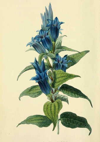 Reproducción/Reproduction 6046348631: Flora conspicua London :Longman, Rees, Orme, Brown, and Green,1826