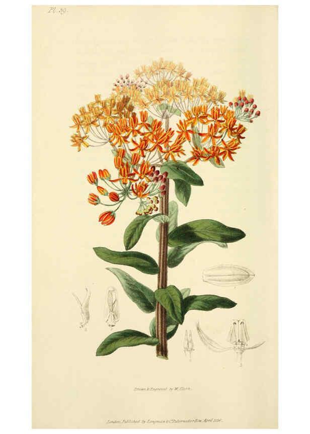 Reproducción/Reproduction 6046898972: Flora conspicua London :Longman, Rees, Orme, Brown, and Green,1826