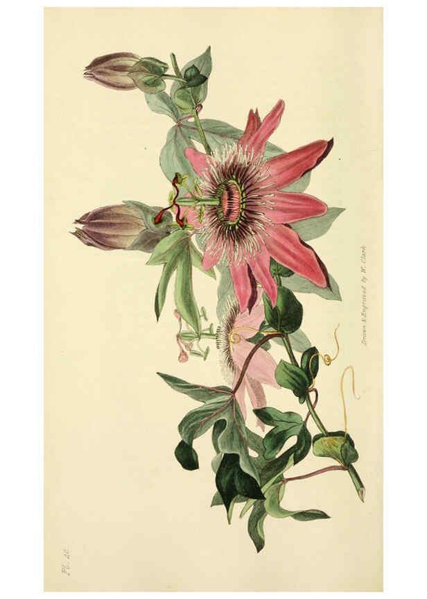 Reproducción/Reproduction 6046899620: Flora conspicua London :Longman, Rees, Orme, Brown, and Green,1826