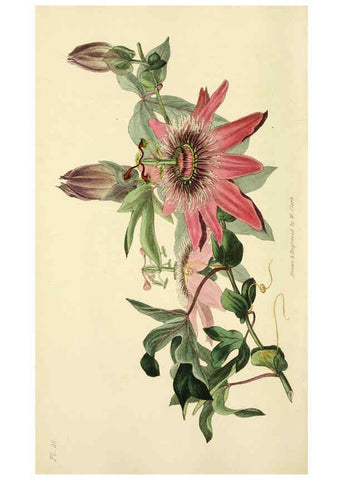 Reproducción/Reproduction 6046899620: Flora conspicua London :Longman, Rees, Orme, Brown, and Green,1826