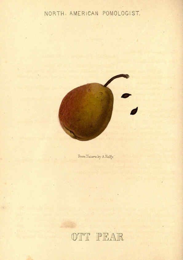 Reproducción/Reproduction 6048900905: Hoffy's North American pomologist Philadelphia,A. Hoffy,1860