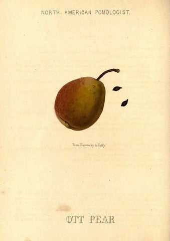 Reproducción/Reproduction 6048900905: Hoffy's North American pomologist Philadelphia,A. Hoffy,1860