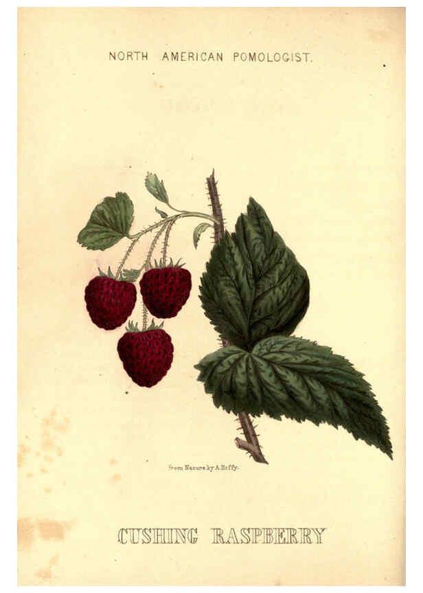 Reproducción/Reproduction 6048900723: Hoffy's North American pomologist Philadelphia,A. Hoffy,1860