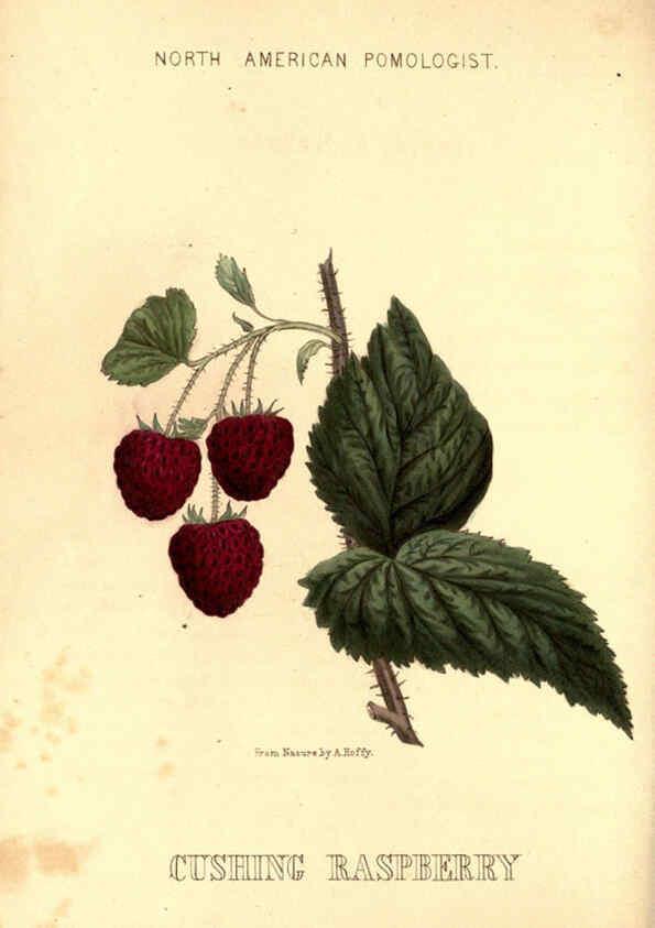 Reproducción/Reproduction 6048900723: Hoffy's North American pomologist Philadelphia,A. Hoffy,1860