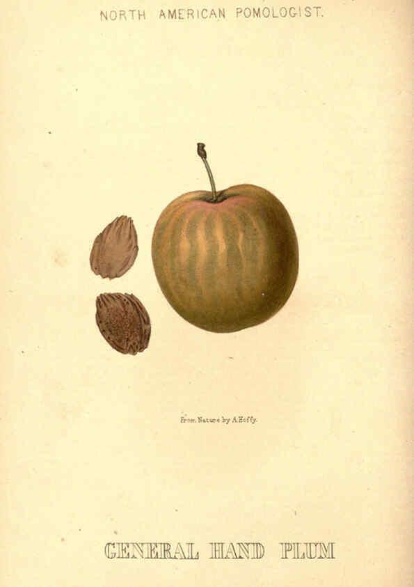 Reproducción/Reproduction 6049450440: Hoffy's North American pomologist Philadelphia,A. Hoffy,1860