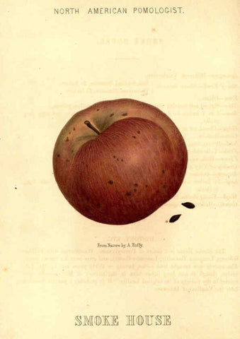 Reproducción/Reproduction 6049451032: Hoffy's North American pomologist Philadelphia,A. Hoffy,1860